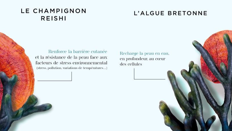 Les soins sont composés de deux plantes issues de la terre et de la mer